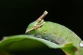 Nawab Catterpillar butterfly Royalty Free Stock Photo