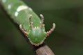 Nawab Catterpillar butterfly Royalty Free Stock Photo