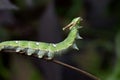 Nawab Catterpillar butterfly Royalty Free Stock Photo