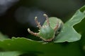 Nawab Catterpillar butterfly Royalty Free Stock Photo