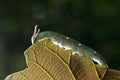 Nawab Catterpillar butterfly Royalty Free Stock Photo