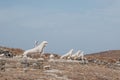 Naxian Lions statues on The Terrace of the Lions on the Greek island of Delos Royalty Free Stock Photo