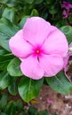 Nayantara , a plant known for its reddish pink five-petalled flowers . Its scientific name is Catharanthus roseus