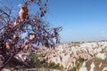 Nazar, charms to ward off the evil eye , in Cappadocia, Turke Royalty Free Stock Photo