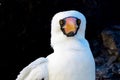 This bird is called Nazca Boobies. Royalty Free Stock Photo