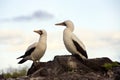 Nazca Booby - Galapagos Islands