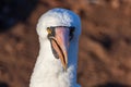 Nazca booby in its habitat