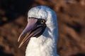 Nazca booby in its habitat