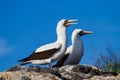 Nazca Booby