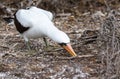 Nazca booby Sula granti collectng nesting material, Genovesa Island, Galapagos Islands, Ecuador Royalty Free Stock Photo