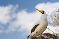 Nazca booby Sula granti Genovesa Island, Galapagos Islands, Ecuador