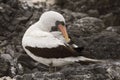 Nazca Booby preening its feathers