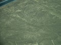 Nazca Lines: The Tree