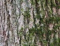 Background a fragment of tree bark birch