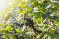 Black currant on the branch with leaves. Royalty Free Stock Photo