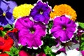 A set of several multi-colored flowers.