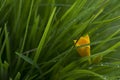 bright yellow flower, daylily, in green grass, raindrops