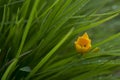 Bright yellow flower, daylily, in green grass, raindrops