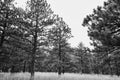 NCAR trails on a warm, Summer day Royalty Free Stock Photo