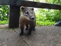 Coati at Iguazu Falls Royalty Free Stock Photo