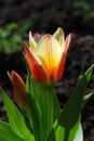 Bright two-color tulips decorative decoration of a spring flower bed Royalty Free Stock Photo