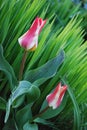 Bright two-color tulips decorative decoration of a spring flower bed Royalty Free Stock Photo