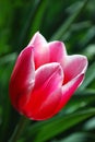 Bright two-color tulips decorative decoration of a spring flower bed Royalty Free Stock Photo