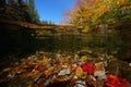 Nderwater shot featuring an array of vibrant leaves and rocks