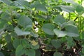 Ndian borage, Country borage, Oreille, Oregano or Plectranthus amboinicus Royalty Free Stock Photo