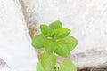 Ndian borage, Plectranthus amboinicus Lour. Spreng. Syn. Col Royalty Free Stock Photo