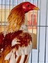 Ãndio Gigante, Indian Giant, domestic chicken , gallus gallus domesticus Royalty Free Stock Photo