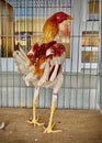 Ãndio Gigante, Indian Giant, domestic chicken , gallus gallus domesticus Royalty Free Stock Photo