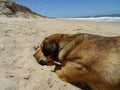 dog lying on a beach in Uruguay