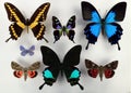 Set tropical different color butterflies. Lepidoptera. Papilio. Butterfly collection.