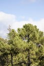 Pine trees under a blue sky with white clouds. Royalty Free Stock Photo