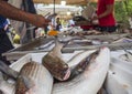 Nea Artaki, Evia island, Greece. July 2019: Greek village market on the island of Evia with fish and a variety of seafood on a Sun