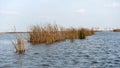 Neajlov Delta, Comana Natural Park Royalty Free Stock Photo