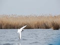 Black headed gull on the Neajlov river delta, Romania Royalty Free Stock Photo