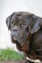 Neapolitan Mastiff Royalty Free Stock Photo