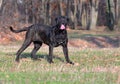 Neapolitan Mastiff Royalty Free Stock Photo