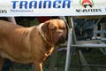 The neapolitan mastiff at the canine event