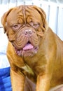 Neapolitan Mastiff Royalty Free Stock Photo