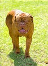 Neapolitan Mastiff Royalty Free Stock Photo