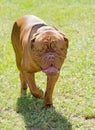 Neapolitan Mastiff Royalty Free Stock Photo