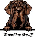 Neapolitan Mastiff - Color Peeking Dogs - breed face head isolated on white Royalty Free Stock Photo