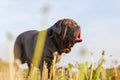 Neapolitan Mastiff in a dandelion meadow Royalty Free Stock Photo