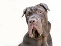 A Neapolitan Mastiff dog with ectropion Royalty Free Stock Photo