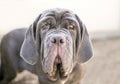 A Neapolitan Mastiff dog with ectropion Royalty Free Stock Photo