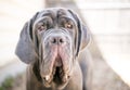 A Neapolitan Mastiff dog with ectropion Royalty Free Stock Photo