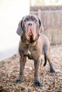 A Neapolitan Mastiff dog with ectropion Royalty Free Stock Photo